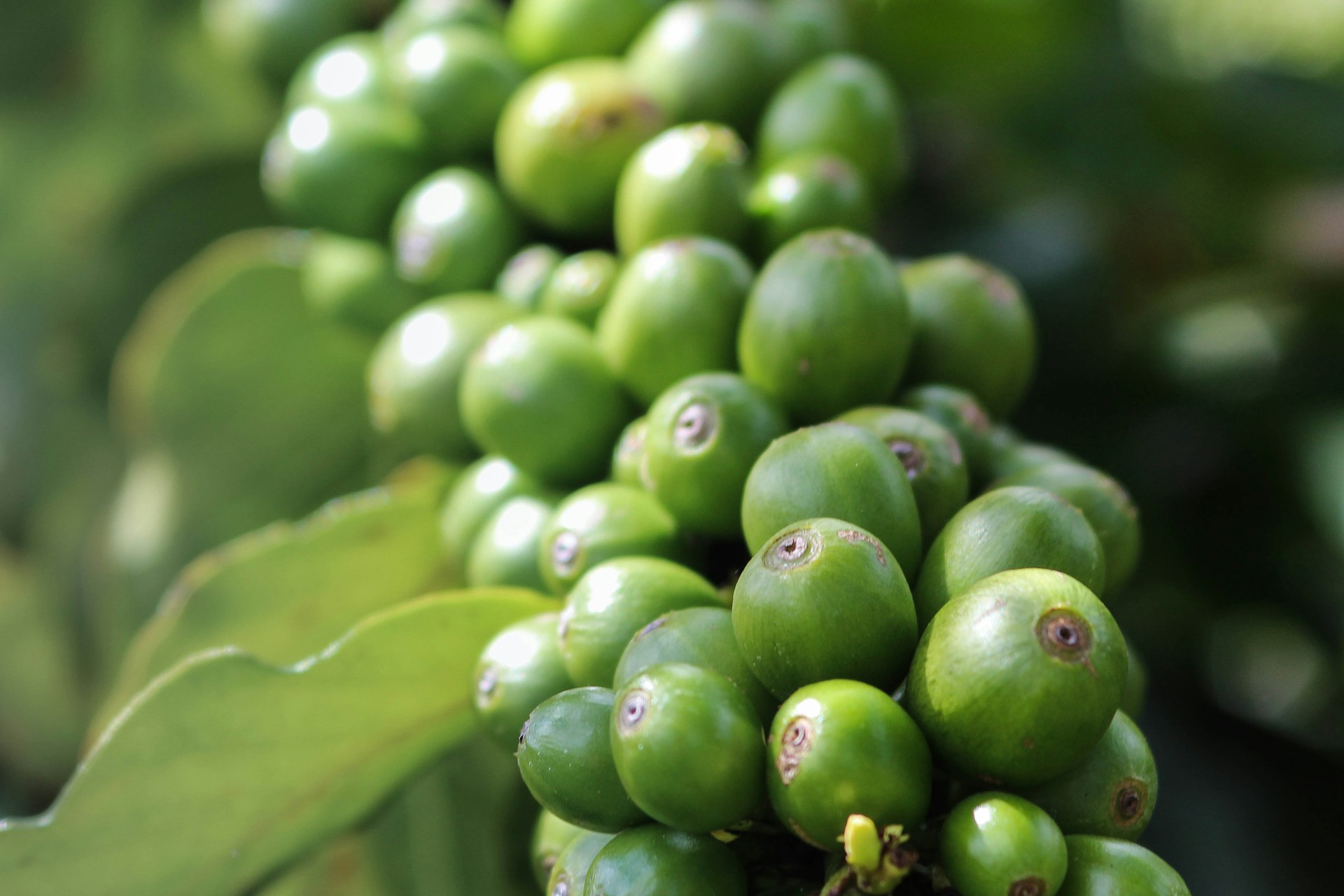 Arabica vs Robusta: Hvilken kaffebønne passer til dig?